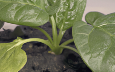 Spinaci pianta: come coltivarla e trattarla – Guida
