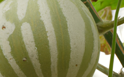Melone invernale: quando coltivarlo e quali trattamenti eseguire