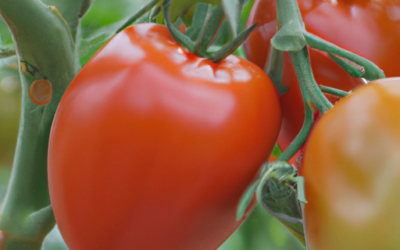 Pomodori: tutto quello che devi sapere per una coltivazione top