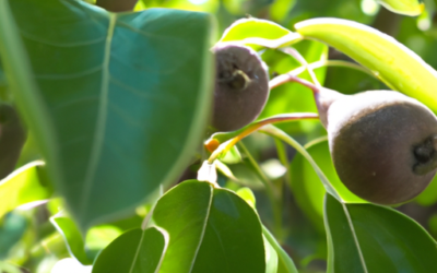 Trattamenti alberi da frutto a Maggio