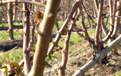 Trattamenti alberi da frutto a Febbraio