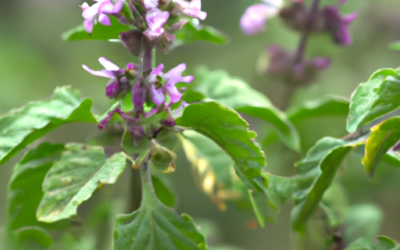 Lamiaceae: che cosa sono? Guida completa
