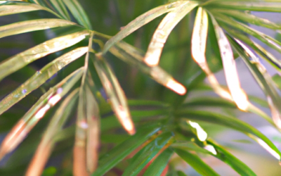 Chamaedorea elegans: come coltivarla e come trattarla