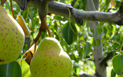 Trattamenti alberi da frutto a Novembre