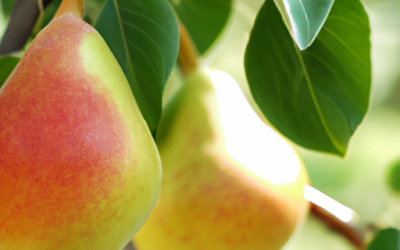 Trattamenti alberi da frutto a Luglio