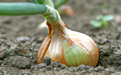 Cipolle: come coltivarle e trattarle