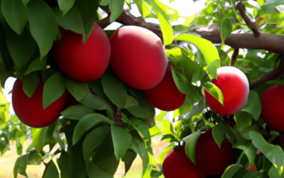 Alberi da frutto: tipologie da impiantare mese per mese