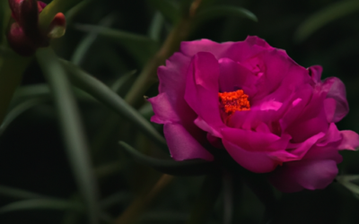 Portulaca oleracea: tutto quello che non ti è mai stato detto