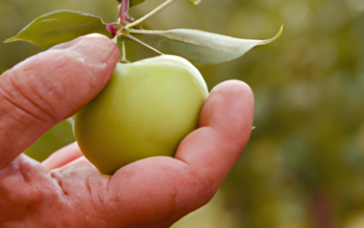 Trattamenti alberi da frutto a Ottobre
