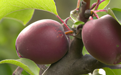 Trattamenti alberi da frutto a Marzo