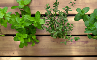 Erbe aromatiche: elenco delle varietà da coltivare