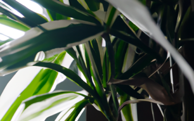Dracena marginata: la pianta esotica – Guida