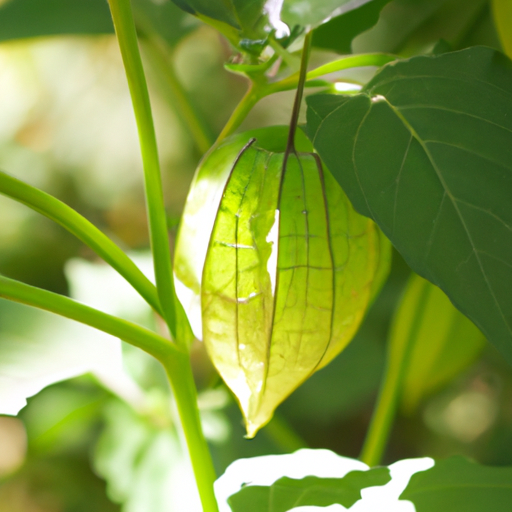 Tomatillo: Come coltivarlo e trattarlo per una produzione migliore