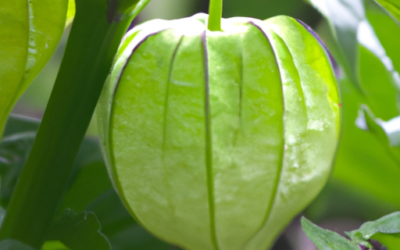 Tomatillo: Come coltivarlo e trattarlo per una produzione migliore