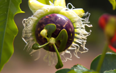 Passiflora caerulea: che cosa è? Come coltivarlo in modo ottimale? Quali trattamenti seguire per una produzione di qualità