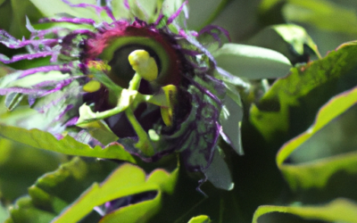 Passiflora rampicante: come coltivarlo? Quali trattamenti eseguire per renderla migliore?