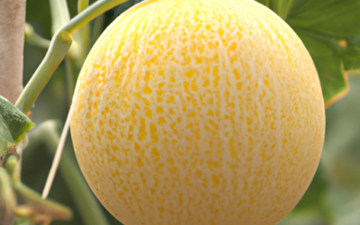 Melone giallo: tutto quello che devi sapere per coltivarle e trattarle in regime biologico