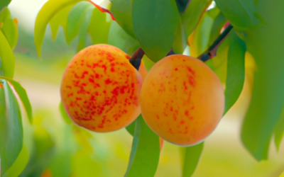 nettarine: tutto quello che devi sapere per coltivarle e trattarle in regime biologico