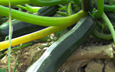 zucchine: tutto quello che devi sapere per coltivarle e trattarle in regime biologico