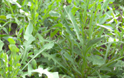 rucola: tutto quello che devi sapere per coltivarle e trattarle in regime biologico