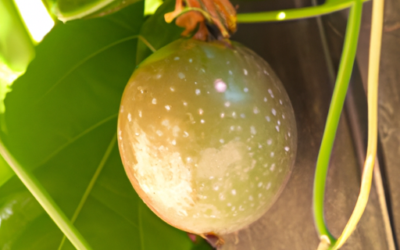 Passion Fruit: Guida 2026 a Coltivazione e Cura