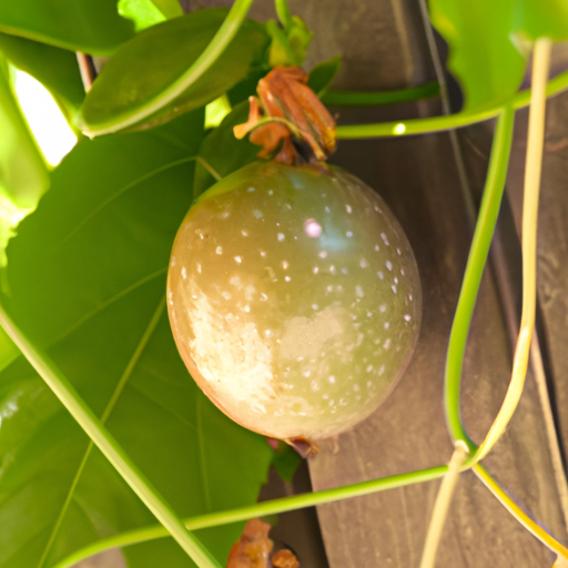 Passion Fruit: Guida 2026 a Coltivazione e Cura
