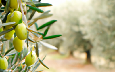 Olio Evo: tutto quello che devi sapere per coltivarle e trattarle in regime biologico