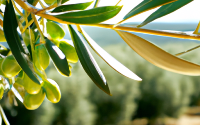 Olio extra vergine: tutto quello che devi sapere per coltivarle e trattarle in regime biologico