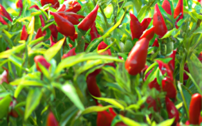 Peperoncino Calabrese: tutto quello che devi sapere per coltivarle e trattarle in regime biologico