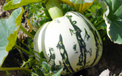zucca: tutto quello che devi sapere per coltivarle e trattarle in regime biologico