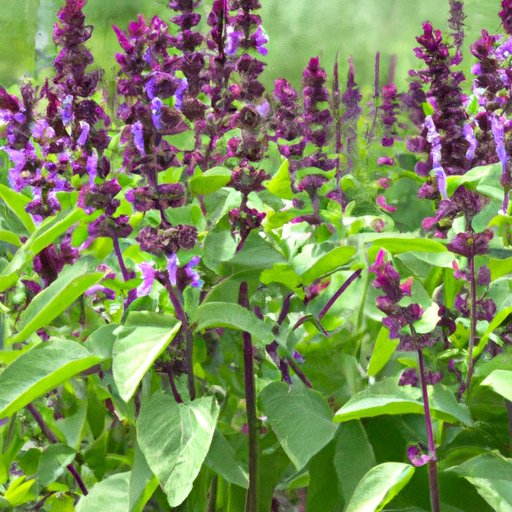 Malattie salvia: ecco i trattamenti efficaci naturali per evitare la malattia della salvia 1 Malattie salvia: ecco i trattamenti efficaci naturali per evitare la malattia della salvia
