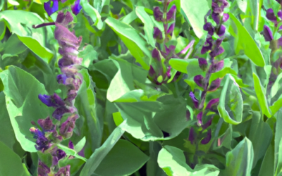 Malattie salvia: ecco i trattamenti efficaci naturali per evitare la malattia della salvia