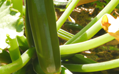 zucchine: tutto quello che devi sapere per coltivarle e trattarle in regime biologico