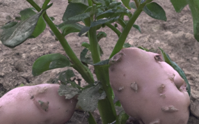 patate: tutto quello che devi sapere per coltivarle e trattarle in regime biologico