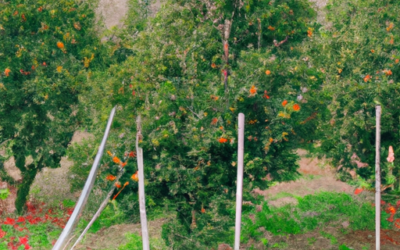 Trattamenti in regime biologico degli alberi di Clementine