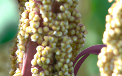Quinoa soffiata: che cosa è? Si può coltivare?