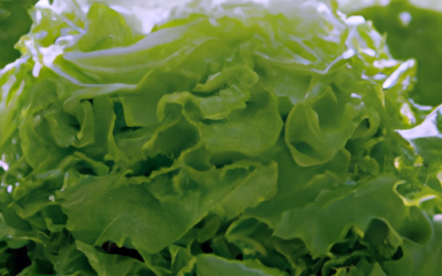 insalata iceberg: tutto quello che devi sapere per coltivarle e trattarle in regime biologico