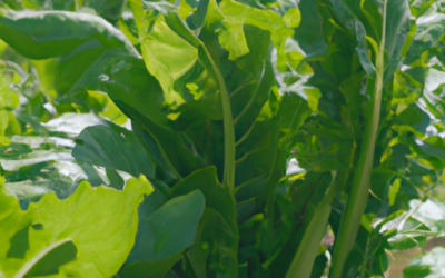 cime di rapa: tutto quello che devi sapere per coltivarle e trattarle in regime biologico