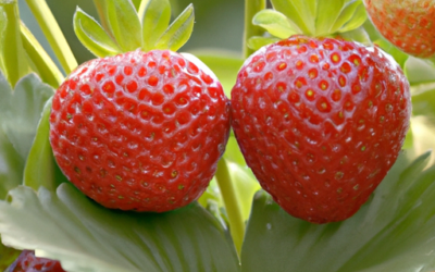 fragole: tutto quello che devi sapere per coltivarle e trattarle in regime biologico