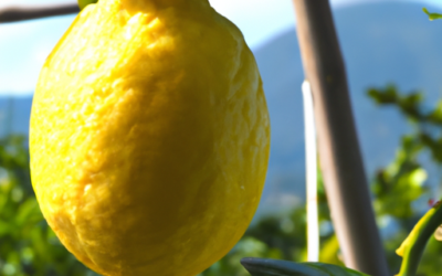 Limone di rocca Imperiale dop: guida alla coltivazione e al trattamento?