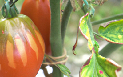 Malattie del pomodoro foglie accartocciate: come intervenire?