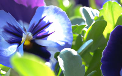 Viola del pensiero: tutto quello che devi sapere e che non ti è mai stato detto