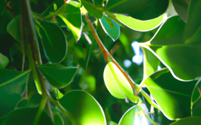 Ficus benjamin: tutto quello che devi sapere e che non ti è mai stato detto