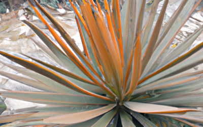 Yucca: tutto quello che devi sapere e che non ti è mai stato detto