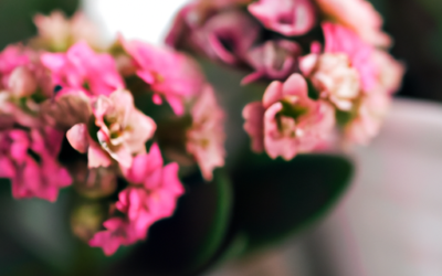 Kalanchoe: tutto quello che devi sapere e che non ti è mai stato detto