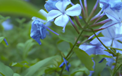 Plumbago: tutto quello che devi sapere e che non ti è mai stato detto