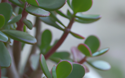 Crassula ovata : tutto quello che devi sapere e che non ti è mai stato detto