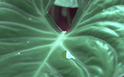 Alocasia: tutto quello che devi sapere e che non ti è mai stato detto