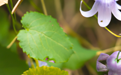 Lobelia: tutto quello che devi sapere e che non ti è mai stato detto