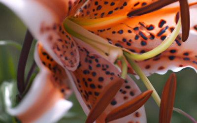 Lilium: tutto quello che devi sapere e che non ti è mai stato detto